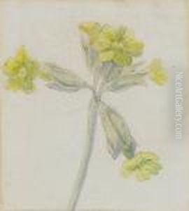 A Study Of A Cowslip by Kate Greenaway