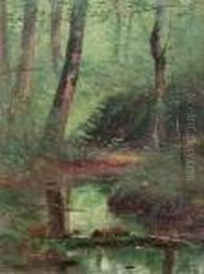 Forest Stream Forest Stream