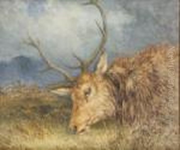 Fallen Deer - view 1