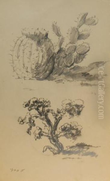 Cactus Studies - view 1