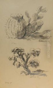 Cactus Studies