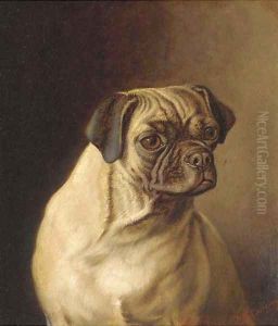 A pug by Horatio Henry Couldery