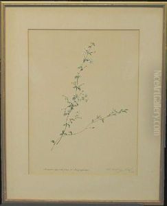 Manulea Oppositi Folia - Angiosperma by Franz Xaver Gruber