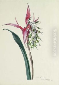 Billbergia Zebrina by Franz Xaver Gruber
