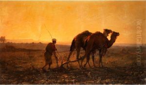 Pflugender Araber Mit Dromedaren In Abendlicher Landschaft
