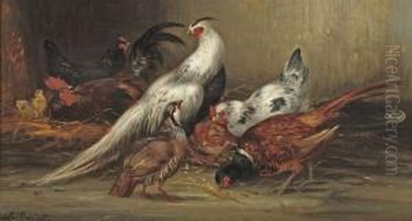 A Feasant, Chickens And Other Poultry - view 1