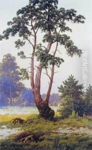 Samotna Sosna, 1911 R. Samotna Sosna, 1911 R.