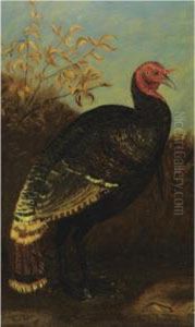 Turkey Turkey