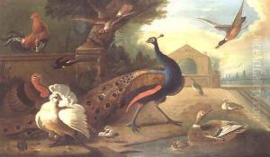A Peacock, cockerel, turkey and other birds