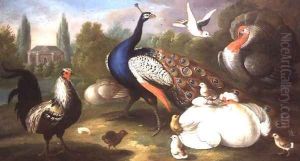 A Peacock, Turkey, Hen, Cockerel and Dove by a River by Marmaduke Craddock