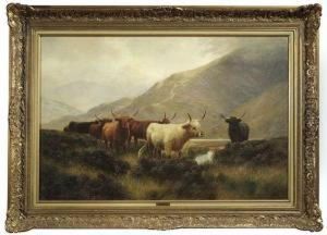 Cattle Herd Inthe Scottish Highlands