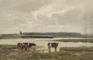 Cows By The River The Ijssel Cows By The River The Ijssel