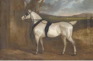 A Grey Carriage Horse by Charles Hancock