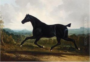 A Black Stallion In A Landscape A Black Stallion In A Landscape