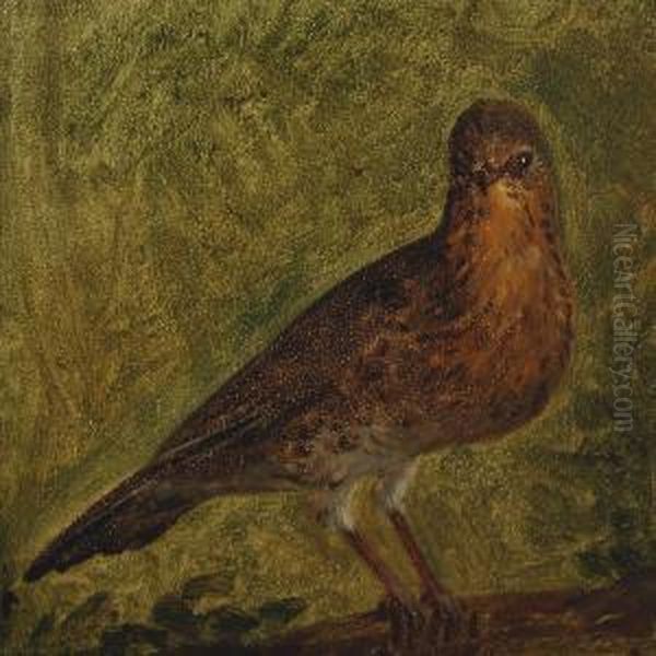 Thrush - view 1