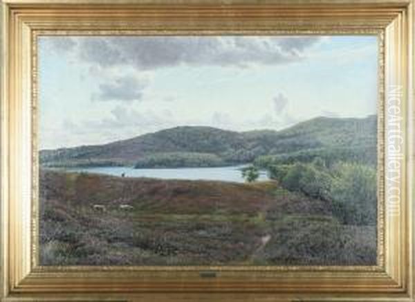 Landscape With Heather And Grazing Sheep - view 1