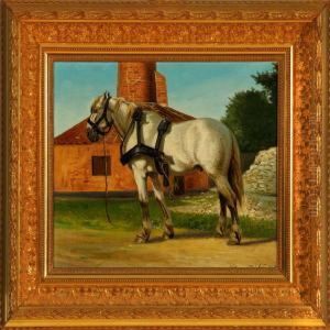 A Horse