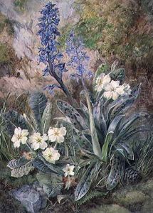Purple Orchid and Primrose by Thomas Collier
