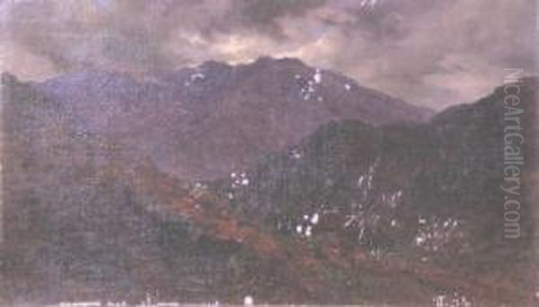 Cattle In The Scottish Highlands - view 1