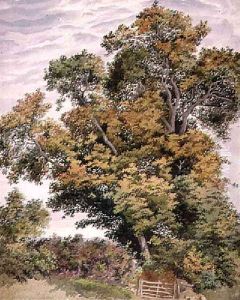 Study of an Oak Tree by Thomas Collier