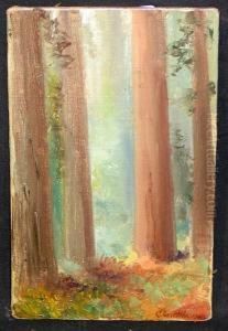A Study Of Redwoods
