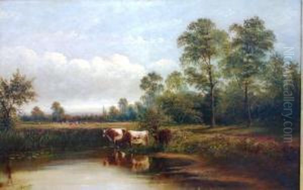 Cattle Watering At Ponds Edge, With Further Cattle In Pasture In The Background - view 1