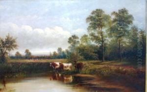 Cattle Watering At Ponds Edge, With Further Cattle In Pasture In The Background