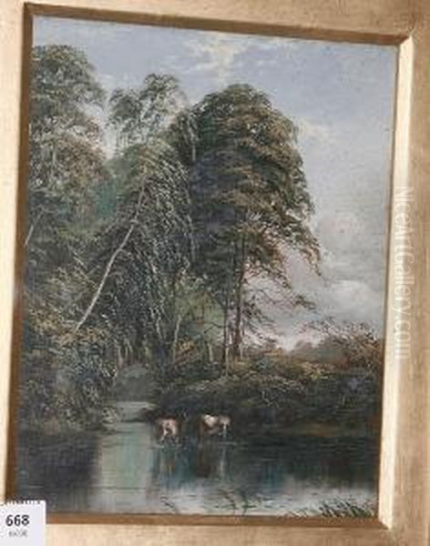 Cattle Watering In A Woodland Stream - view 1