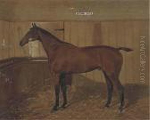 Brown Jack A Bay Hunter In A Stable - view 1