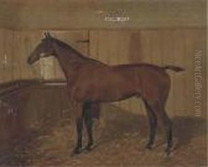 Brown Jack A Bay Hunter In A Stable