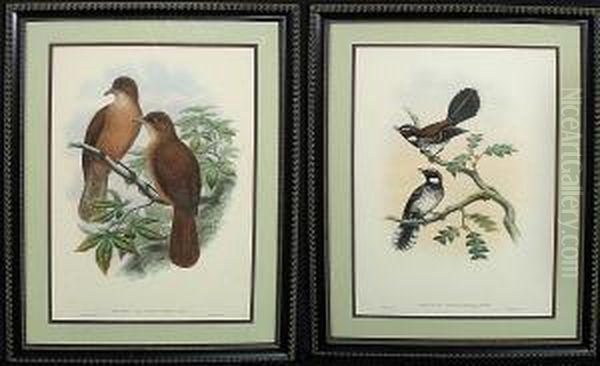 Ornithological Prints: Rhipidura Leucothorax And Rectes Leucorhynchus - view 1