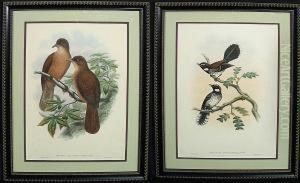 Ornithological Prints: Rhipidura Leucothorax And Rectes Leucorhynchus by William M. Hart