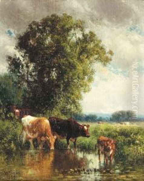 Cows Watering - view 1