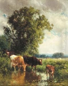 Cows Watering Cows Watering