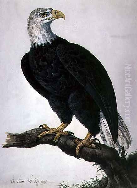White-headed Sea Eagle - view 1