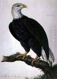 White-headed Sea Eagle by Charles Collins