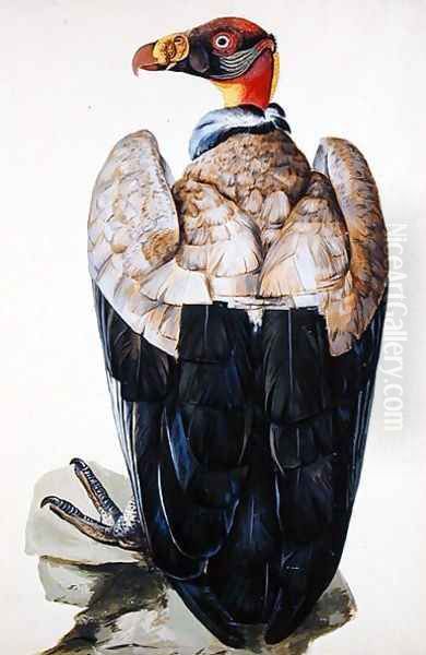 A Vulture - view 1