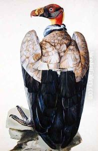 A Vulture by Charles Collins