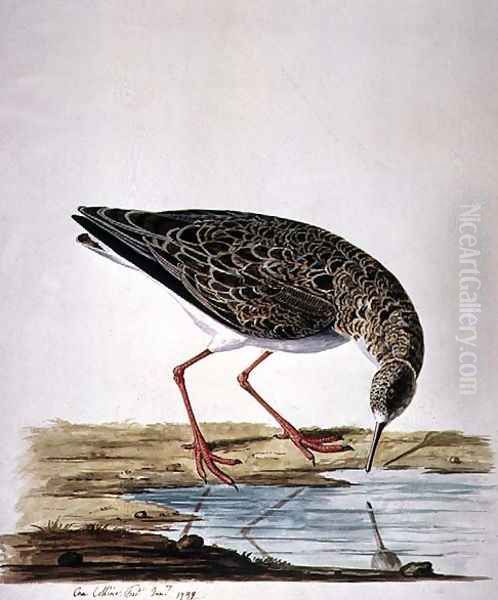 Curlew Sandpiper - view 1