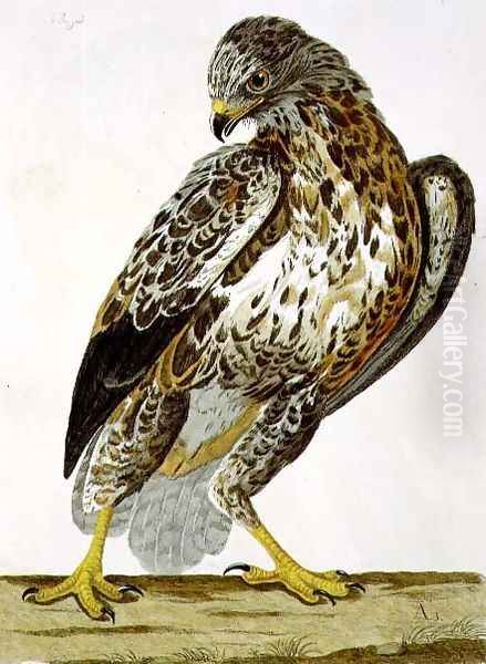 The Buzzard (Buteo buteo) plate from 'The British Zoology - view 1