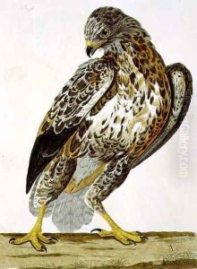 The Buzzard (Buteo buteo) plate from 'The British Zoology by Charles Collins