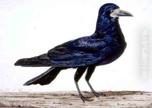 A Rook by Charles Collins
