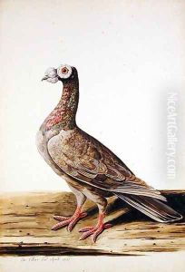 A Woodgrouse, Hen, 1741 by Charles Collins