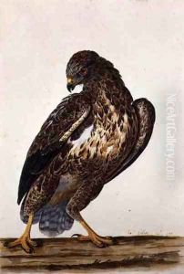 The Common Buzzard 1739 by Charles Collins