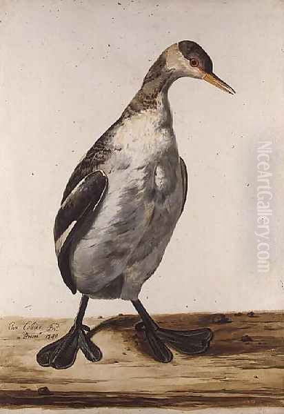 The Greater Loon - view 1