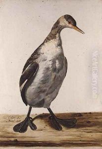 The Greater Loon by Charles Collins