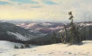 An Alpine Forest