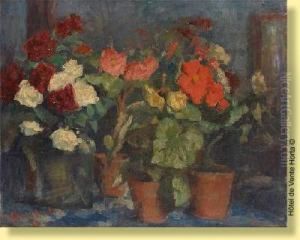 Begonias En Pot
