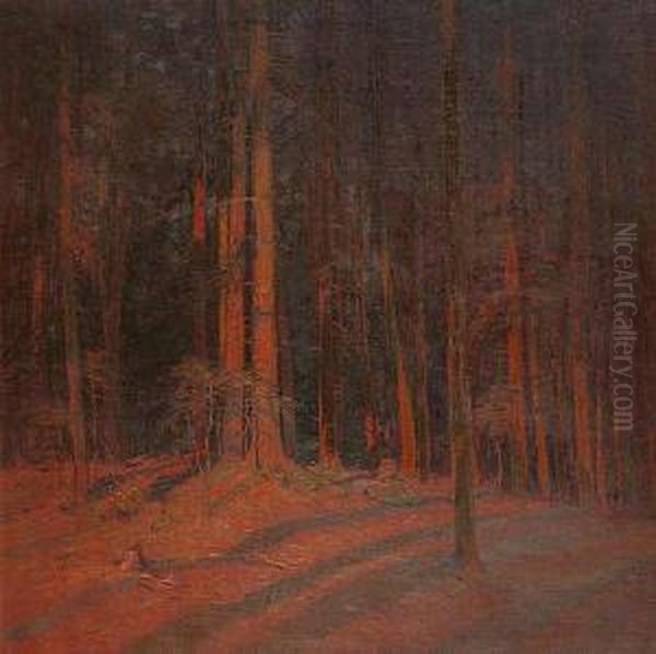 Inside A Forest - view 1