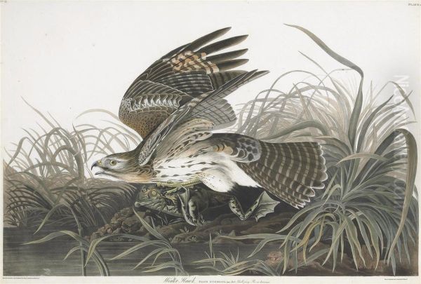 Falco Hyemalis - view 1